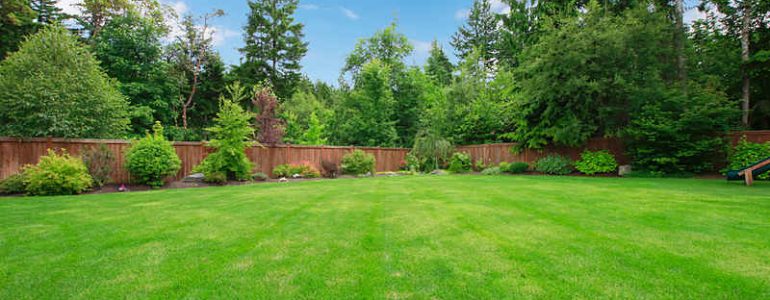 Here are 5 great organic lawn care tips